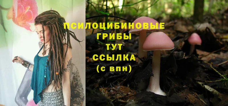 Псилоцибиновые грибы Psilocybine cubensis Нарткала